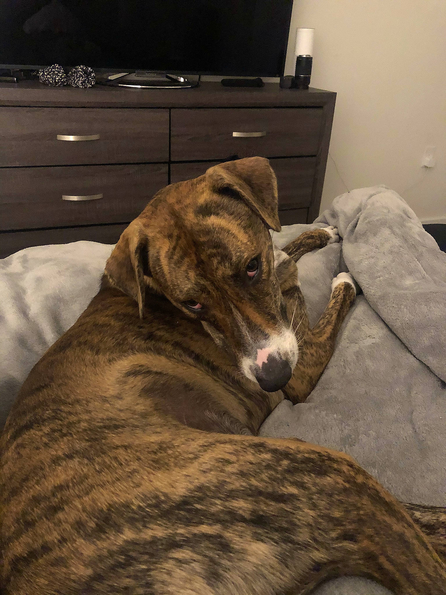 Cooper joined the competition — help win amazing prizes! cabinetry, carnivore, chest_of_drawers, comfort, companion_dog, dog, dog_breed, drawer, fawn, flooring, furniture, grey, hardwood, living_room, room, snout, television, whiskers, wood, working_animal