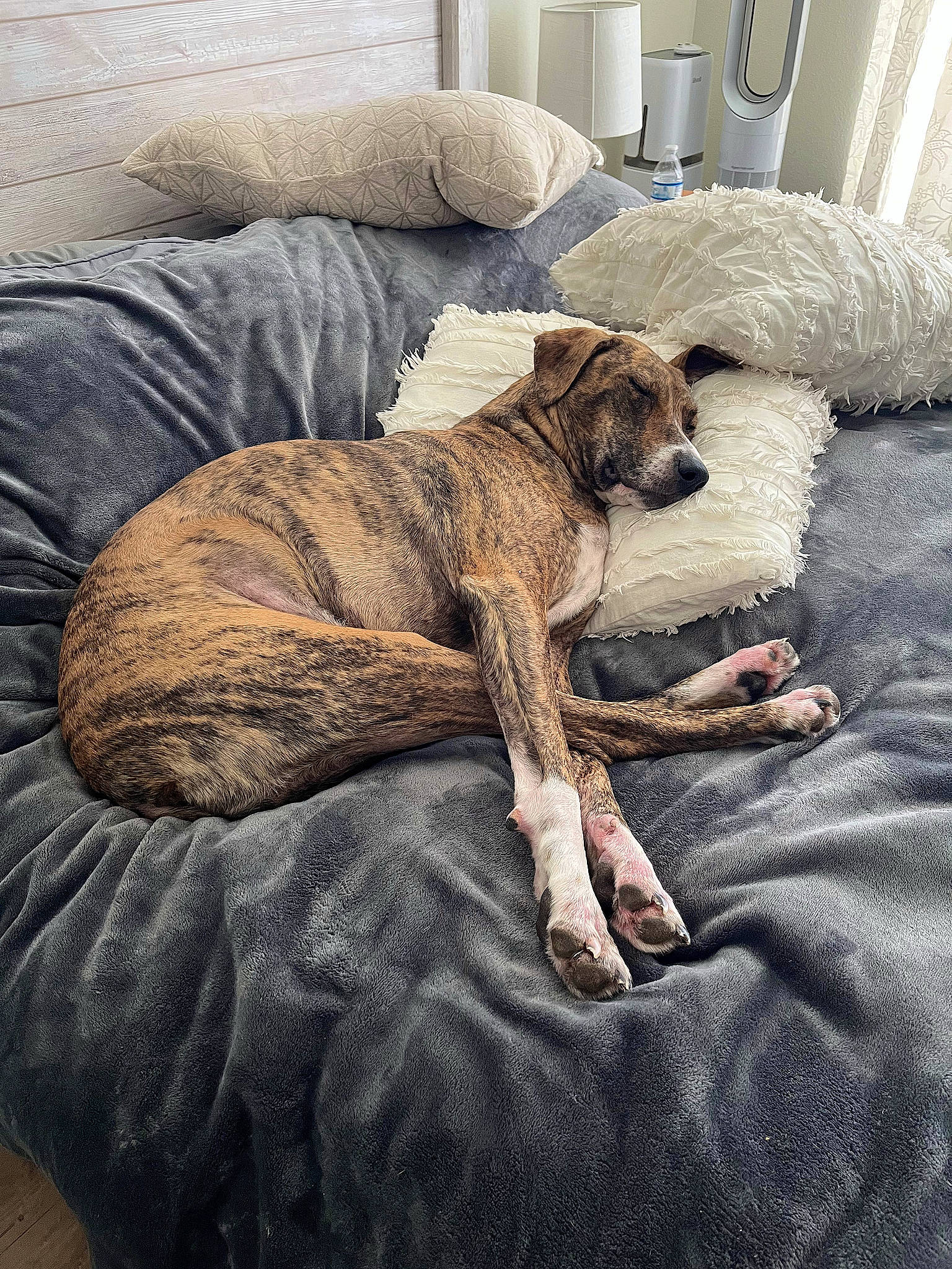 Cooper joined the competition — help win amazing prizes! bedding, carnivore, comfort, companion_dog, couch, dog, dog_breed, fawn, felidae, floor, flooring, fur, grey, linens, room, snout, tail, terrestrial_animal, wood, working_animal