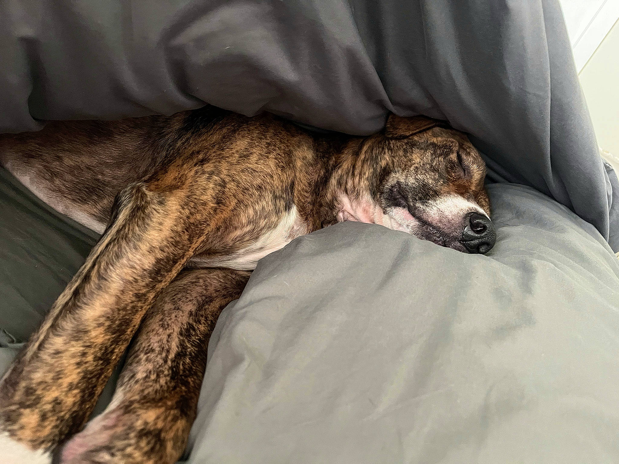 Cooper joined the competition — help win amazing prizes! canidae, carnivore, claw, comfort, dog, dog_breed, fawn, felidae, fur, human_leg, linens, paw, reptile, scaled_reptile, snout, sporting_group, tail, terrestrial_animal, whiskers, wildlife