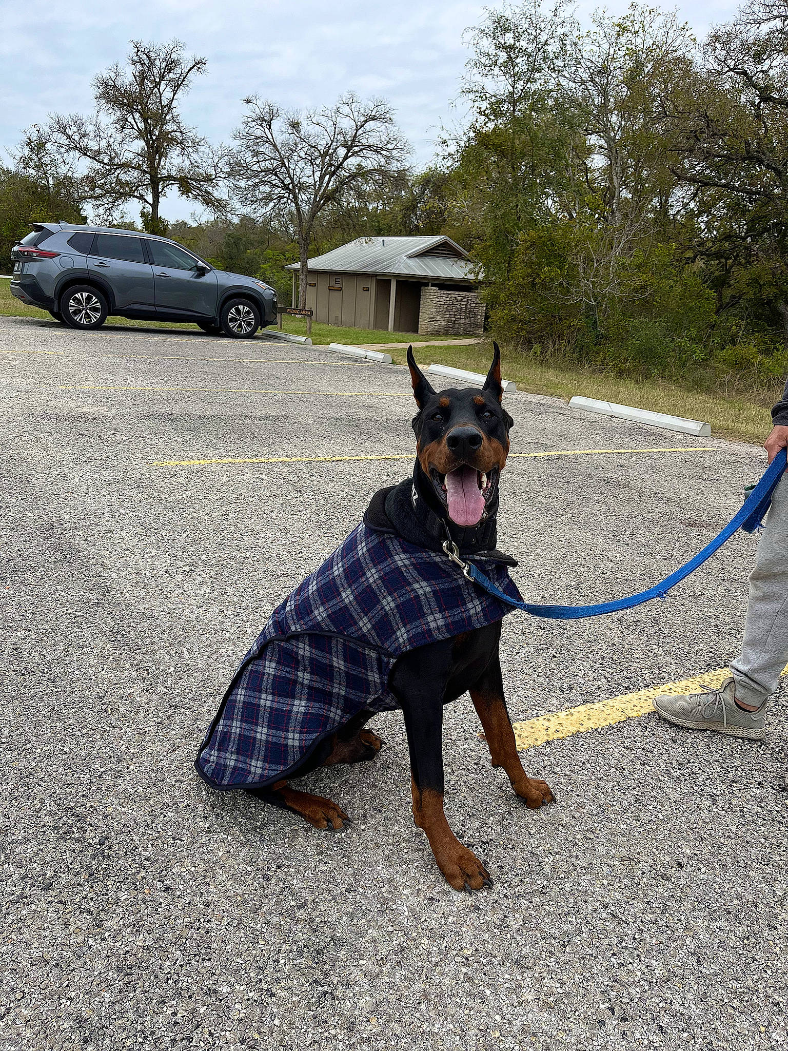 Hanz joined the competition — help win amazing prizes! asphalt, automotive_lighting, automotive_tire, car, carnivore, collar, companion_dog, dog, dog_breed, dog_supply, fawn, leash, plant, sky, sunglasses, tire, tree, vehicle, wheel, working_animal