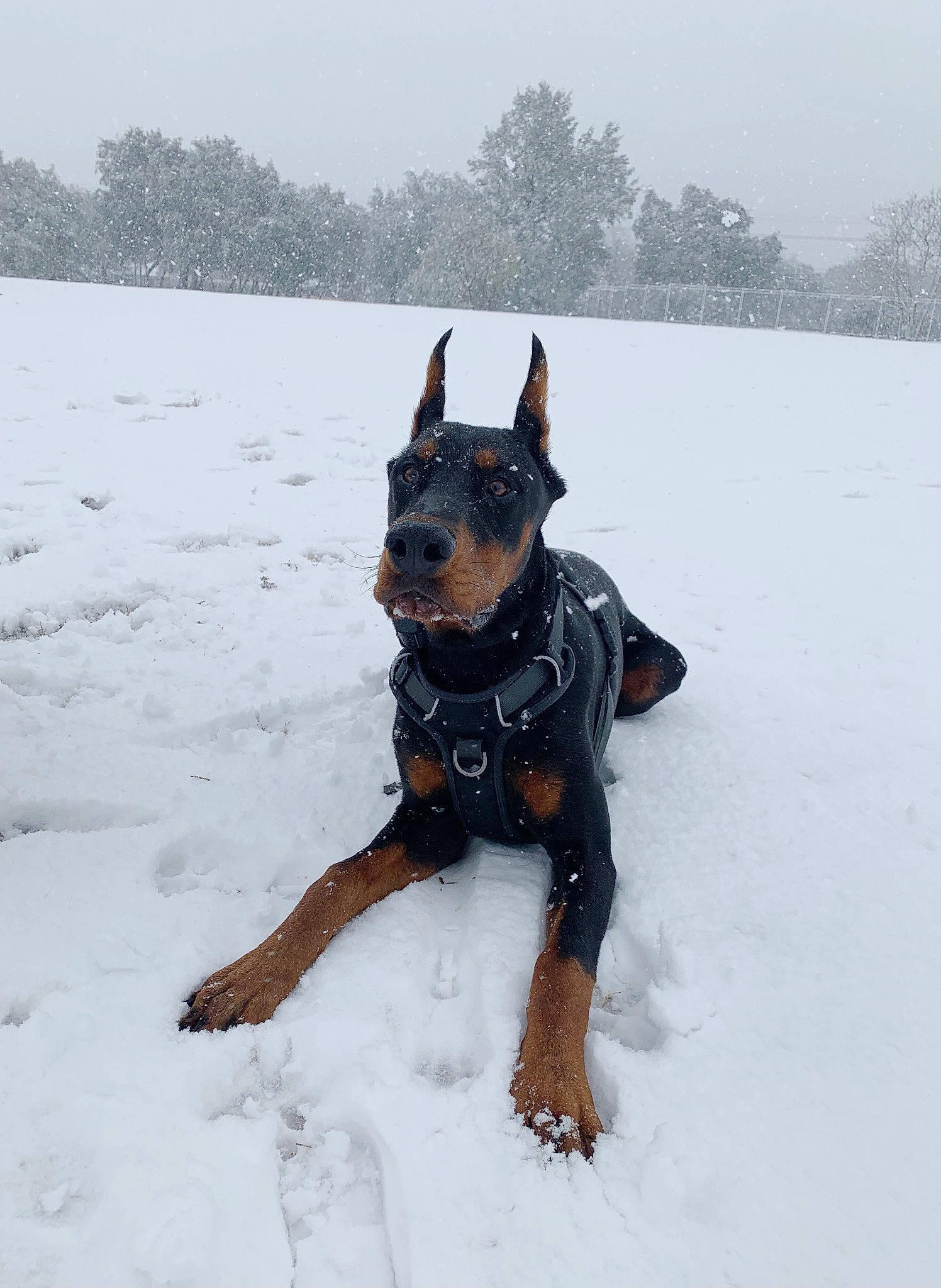Hanz joined the competition — help win amazing prizes! canidae, carnivore, collar, companion_dog, dog, dog_breed, dog_collar, dog_supply, fawn, freezing, guard_dog, mammal, sky, snout, snow, sporting_group, tree, vertebrate, winter, working_animal