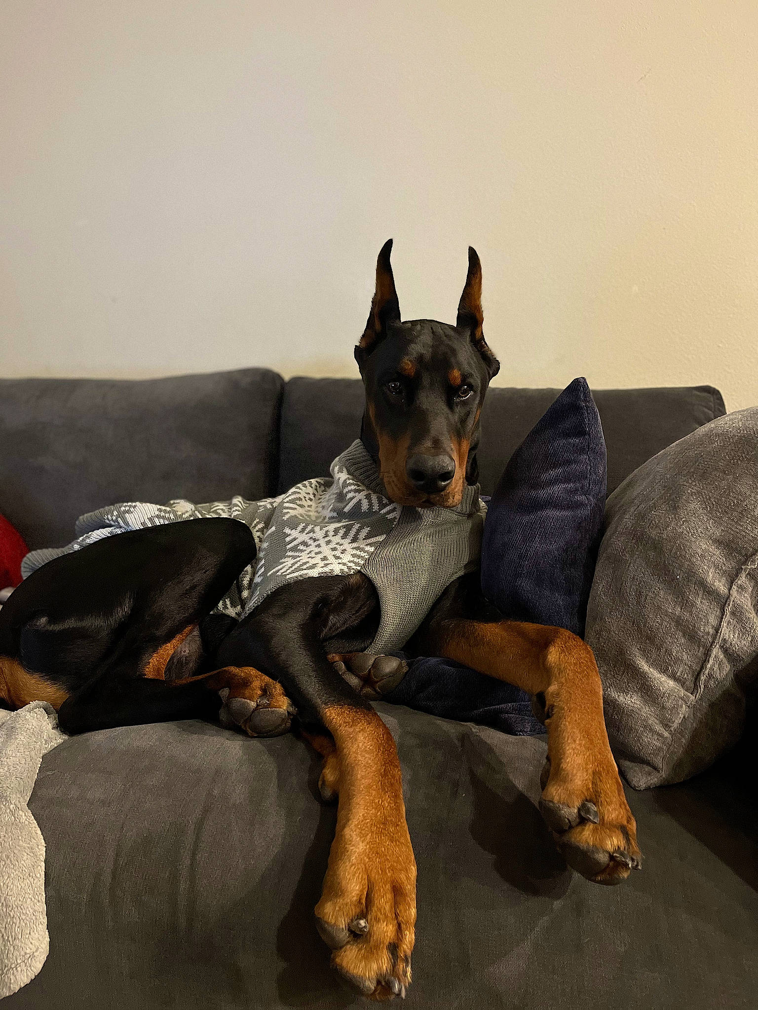 Hanz is registered to the contest to win money with this photo: australian_cattle_dog, canidae, carnivore, comfort, companion_dog, couch, dog, dog_breed, fawn, fur, guard_dog, herding_dog, koolie, linens, sitting, snout, sporting_group, tail, working_animal, working_dog
