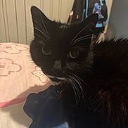 Jeremy joined the competition — help win amazing prizes! cat, black_cat, whiskers, bed, blanket, indoor, pet, animal, fur, closeup, face, ear, nose, feline, resting, domestic_animal, cozy, backpack, furniture, room