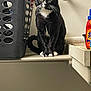 Baby is registered to the contest to win money with this photo: cat, tuxedo_cat, laundry_basket, detergent, shelf, indoor, pet, animal, black_and_white, whiskers, tail, feline, household, wall, plastic, container, floor, quiet, still_life, curious