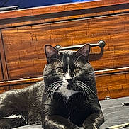 Baby is registered to the contest to win money with this photo: cat, black_and_white, whiskers, bed, furniture, dresser, indoor, pet, animal, fur, paws, relaxed, curious, looking_at_camera, domestic, cozy, resting, gray_bedspread, blue_wall, wooden