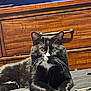cat, black_and_white, whiskers, bed, furniture, dresser, indoor, pet, animal, fur, paws, relaxed, curious, looking_at_camera, domestic, cozy, resting, gray_bedspread, blue_wall, wooden