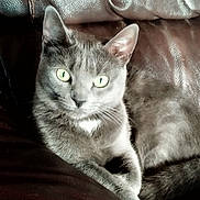Freyja participe au concours pour gagner de l'argent avec cette photo : animal, cat, close_up, cute, domestic_cat, ears, feline, fur, gray_cat, green_eyes, indoor, leather_couch, mammal, paw, pet, portrait, relaxed, resting, sitting, whiskers