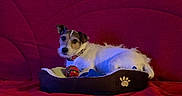 Bella a rejoint le concours — aidez-le/la à gagner de superbes lots ! alert, animal, ball, collar, comfort, companionship, couch, cozy, curious, cute, dog, domestic, fur, home, indoor, pet_bed, red_background, relaxing, small_dog, toy