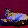 dog, pet_bed, toy, ball, couch, red_background, small_dog, alert, curious, fur, collar, indoor, cozy, comfort, animal, domestic, relaxing, home, companionship, cute