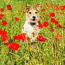 Bella participe au concours pour gagner de l'argent avec cette photo : dog, field, poppies, flowers, grass, nature, outdoor, animal, pet, canine, greenery, summer, bright, vibrant, flora, plant, wildflowers, cute, sitting, sunlight