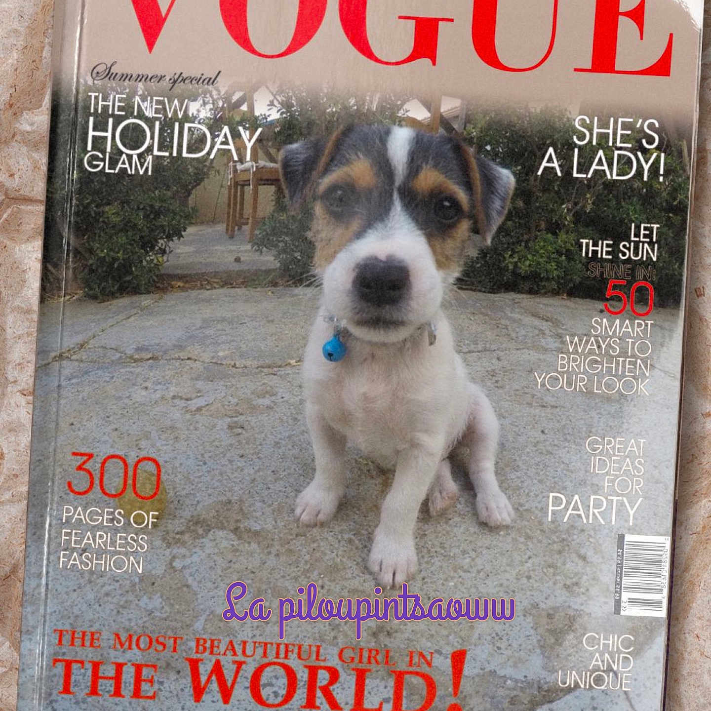 Bella a rejoint le concours — aidez-le/la à gagner de superbes lots ! puppy, dog, outdoor, stone_patio, collar, blue_bell, magazine_cover, text_overlay, cute, pet, animal, small_dog, sitting, front_view, brown_white_black, nature, greenery, photography, portrait, playful