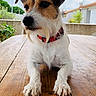 Bella participe au concours pour gagner de l'argent avec cette photo : dog, animal, pet, outdoor, wooden_table, collar, beard, fur, paw, face, ears, suburban, garden, plant, house, daylight, closeup, portrait, canine, relaxed