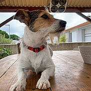 Bella a rejoint le concours — aidez-le/la à gagner de superbes lots ! dog, pet, animal, outdoor, table, wood, collar, fur, beard, ears, porch, plant, sky, house, window, fan, relaxing, daylight, closeup, canine
