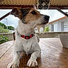 dog, pet, animal, outdoor, table, wood, collar, fur, beard, ears, porch, plant, sky, house, window, fan, relaxing, daylight, closeup, canine
