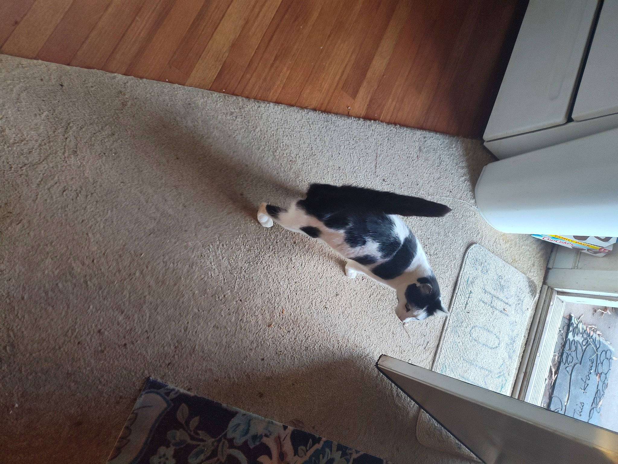 Bailey is registered to the contest to win money with this photo: canidae, carnivore, cat, comfort, companion_dog, dog_breed, felidae, floor, flooring, fur, grey, hardwood, laminate_flooring, room, small_to_medium_sized_cats, sporting_group, tail, whiskers, wood, wood_flooring