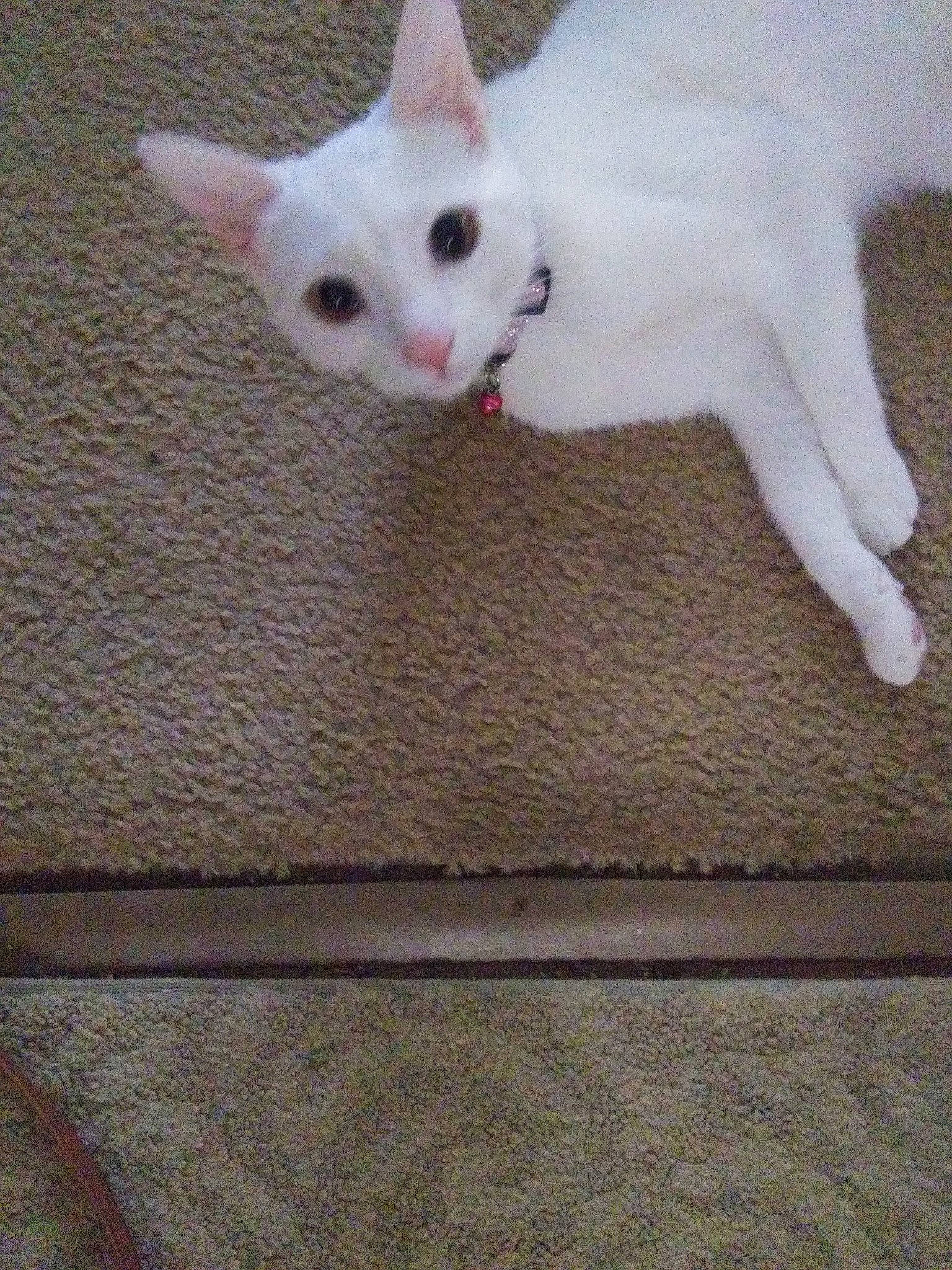 Willow is registered to the contest to win money with this photo: carnivore, cat, colorpoint_shorthair, cornish_rex, devon_rex, eye, felidae, german_rex, javanese, khao_manee, kitten, mammal, nose, peterbald, small_to_medium_sized_cats, tail, turkish_angora, vertebrate, whiskers