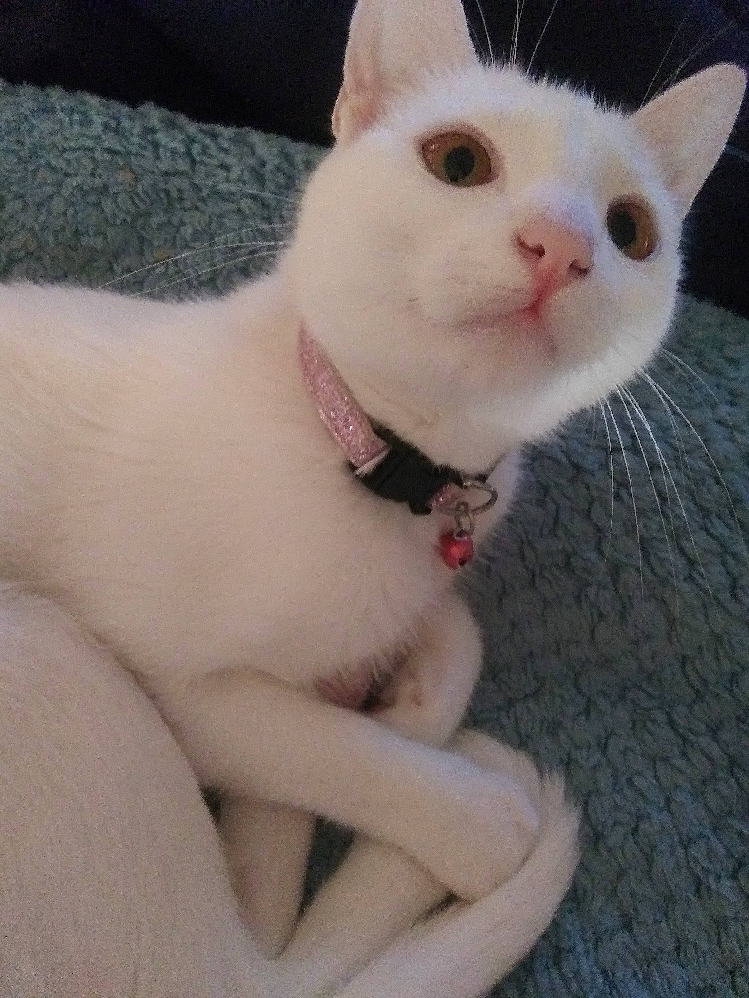 Willow is registered to the contest to win money with this photo: asian, burmilla, carnivore, cat, colorpoint_shorthair, ear, eye, fawn, felidae, javanese, khao_manee, kitten, nose, paw, skin, small_to_medium_sized_cats, tail, turkish_angora, turkish_van, whiskers