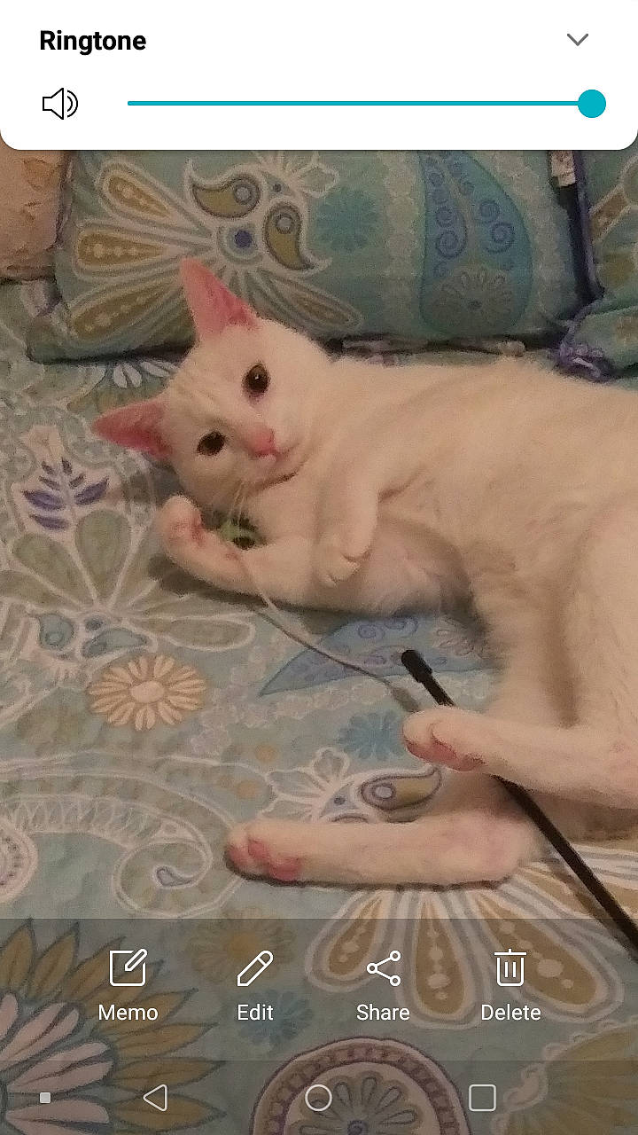 Willow joined the competition — help win amazing prizes! carnivore, cat, claw, comfort, domestic_short_haired_cat, fawn, felidae, flooring, fur, linens, nail, pattern, paw, photo_caption, small_to_medium_sized_cats, snout, tail, whiskers