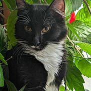 Pumpernickel is registered to the contest to win money with this photo: cat, black_and_white, whiskers, green_leaves, plant, nature, curious, pet, feline, close_up, outdoor, portrait, animal, eyes, fur, branch, flora, leafy, cute, alert