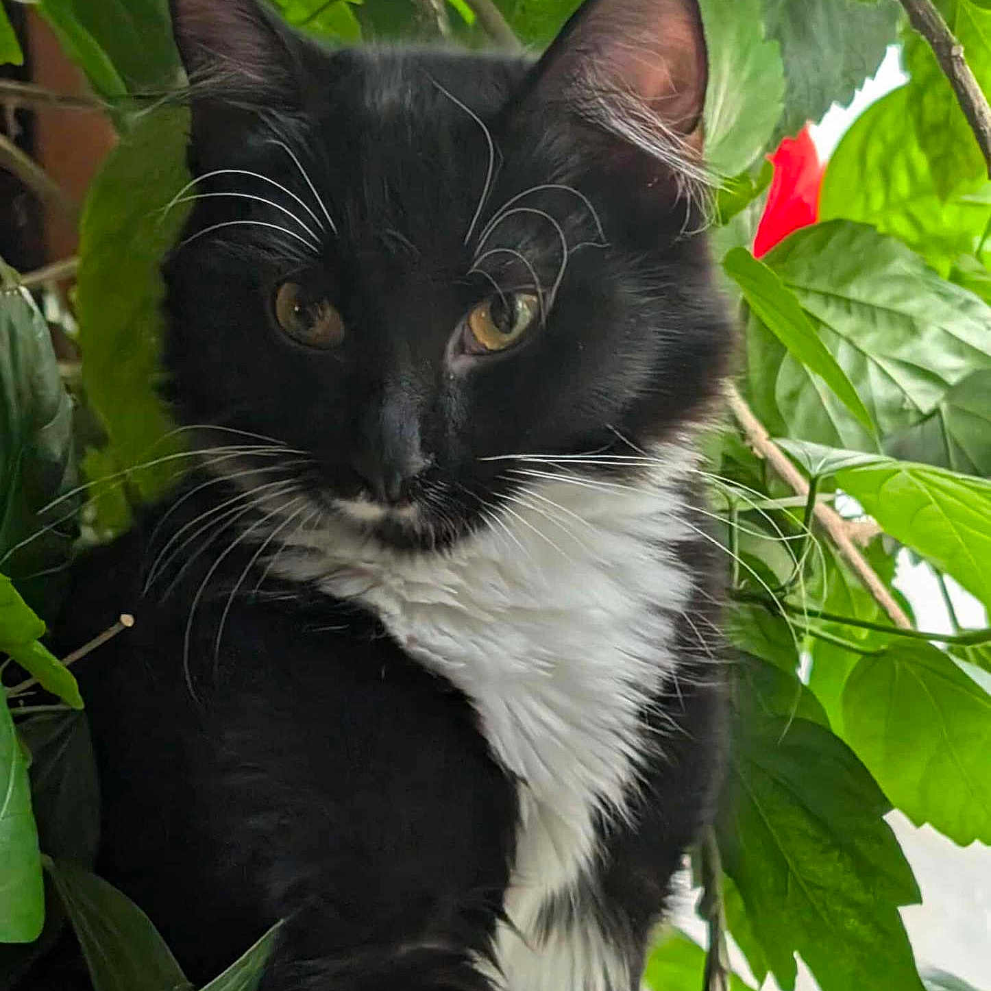 Pumpernickel is registered to the contest to win money with this photo: cat, black_and_white, whiskers, green_leaves, plant, nature, curious, pet, feline, close_up, outdoor, portrait, animal, eyes, fur, branch, flora, leafy, cute, alert