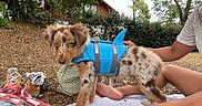 Ybliss a rejoint le concours — aidez-le/la à gagner de superbes lots ! puppy, dog, costume, shark_fin, blue, outdoor, grass, blanket, person, legs, shoes, socks, trees, house, nature, brown_spotted, cute, pet, summer, playful