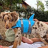 puppy, dog, costume, shark_fin, blue, outdoor, grass, blanket, person, legs, shoes, socks, trees, house, nature, brown_spotted, cute, pet, summer, playful