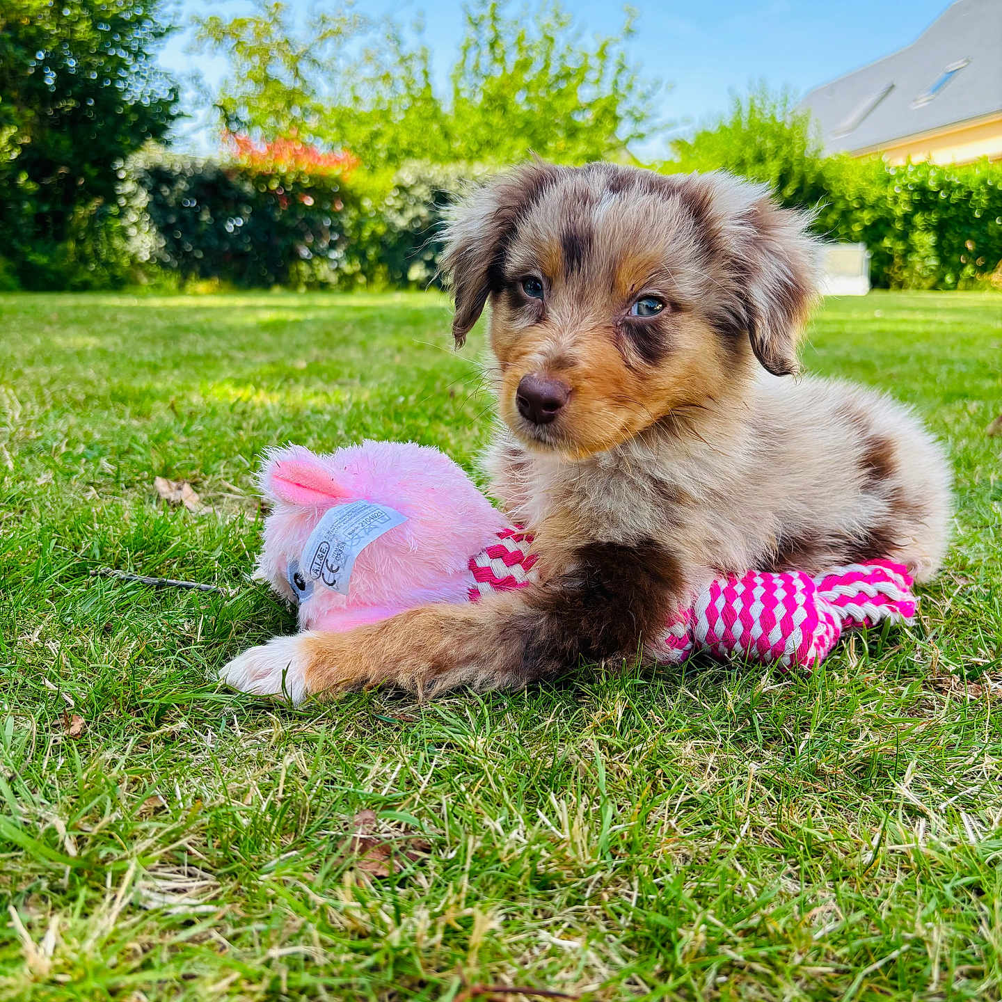 Ybliss participe au concours pour gagner de l'argent avec cette photo : puppy, dog, grass, toy, pink, outdoor, pet, cute, animal, nature, green, playful, young, fur, garden, summer, blue_sky, relaxed, adorable, fluffy
