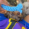 puppy, dog, blue_eyes, rope_toy, grass, person, hand, playing, outdoor, casual_clothing, purple_shirt, yellow_numbers, pet, cute, young_dog, fun, chewing, close_up, summer, sunlight