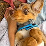 Ybliss a rejoint le concours — aidez-le/la à gagner de superbes lots ! puppy, dog, close_up, blue_harness, fur, paw, person, arm, denim, fabric, towel, outdoor, cute, pet, resting, animal, nose, ear, whiskers, portrait