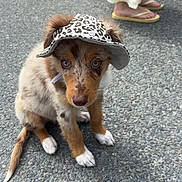 Ybliss participe au concours pour gagner de l'argent avec cette photo : puppy, dog, hat, leopard_print, animal, pet, outdoor, pavement, feet, people, casual, sitting, young_dog, brown, white_paws, cute, small, looking_up, canine, adorable