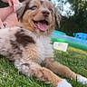 Ybliss a rejoint le concours — aidez-le/la à gagner de superbes lots ! puppy, dog, grass, outdoor, happy, tongue_out, sunny, greenery, person, arm, blurred_background, playful, young_dog, nature, summer, pet, canine, fur, animal, relaxing