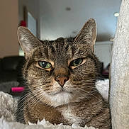 Baby Boy is registered to the contest to win money with this photo: cat, tabby, pet, animal, feline, green_eyes, whiskers, striped_fur, portrait, close_up, indoors, home, cozy, blanket, couch, relaxed, staring, face, ears, brown_fur