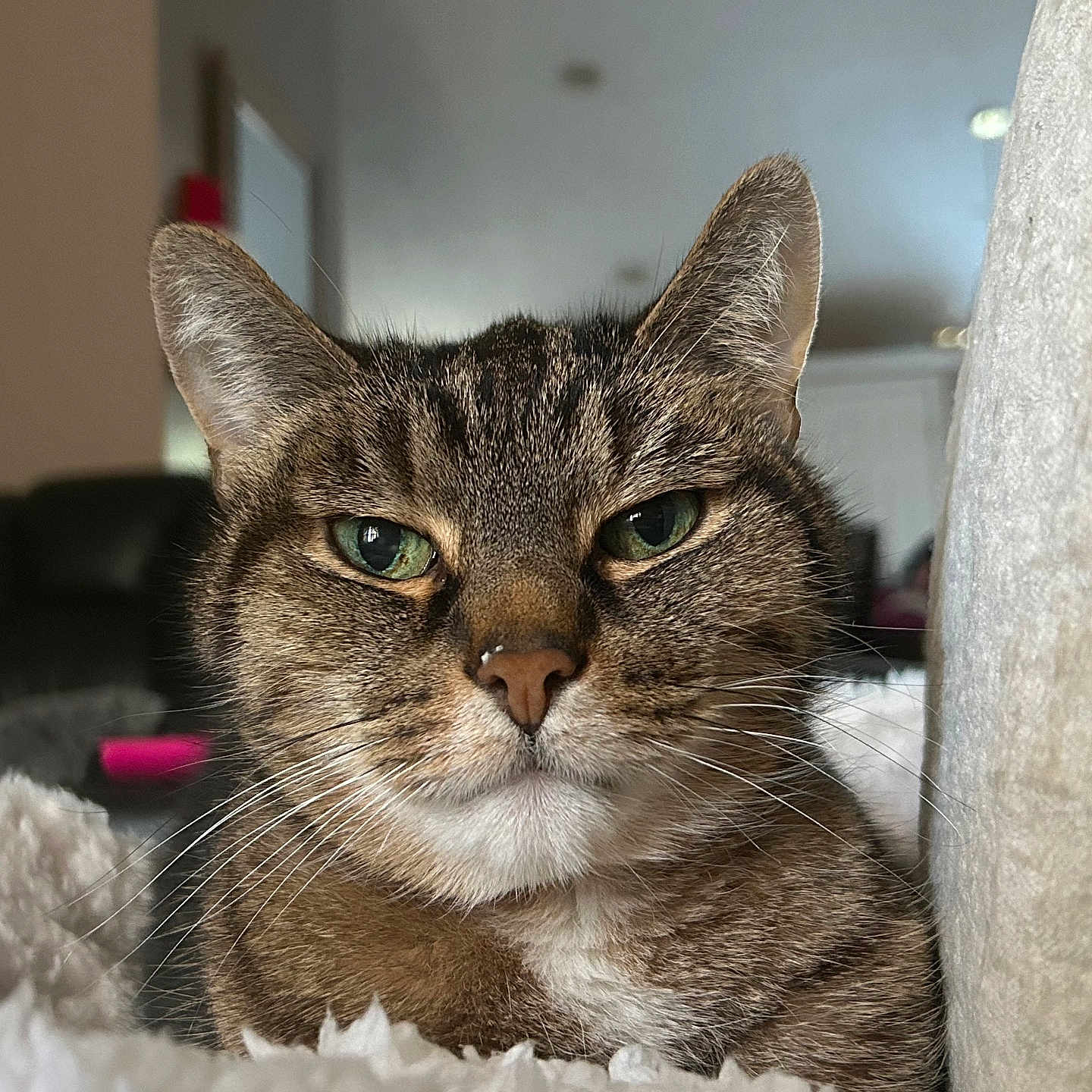 Baby Boy is registered to the contest to win money with this photo: cat, tabby, pet, animal, feline, green_eyes, whiskers, striped_fur, portrait, close_up, indoors, home, cozy, blanket, couch, relaxed, staring, face, ears, brown_fur