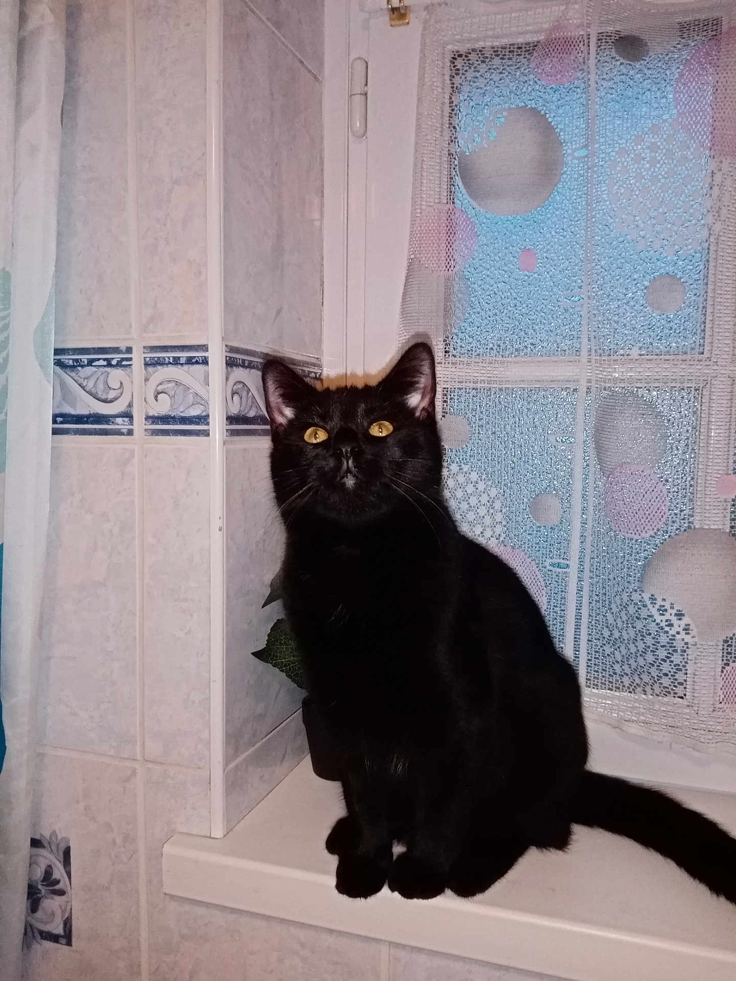 Vénus participe au concours pour gagner de l'argent avec cette photo : cat, black_cat, windowsill, curtain, window, yellow_eyes, pet, indoor, animal, feline, sitting, quiet, mysterious, domestic, house, tile_wall, plant, shadow, fur, whiskers