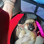 Vanille participe au concours pour gagner de l'argent avec cette photo : bag, blanket, bracelet, closeup, cozy, cute, dog, fabric, fur, hand, indoor, pet, pink, puppy, relaxed, resting, sleeping, small, toy, zipper
