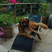 Mojito a rejoint le concours — aidez-le/la à gagner de superbes lots ! animal, backyard, chair, cloudy_sky, dog, fence, flower, garden, greenery, large_dog, leisure, outdoor, patio, pet, pink_flower, plant, potted_plant, relaxed, tile_floor, wooden_railing