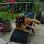 animal, backyard, chair, cloudy_sky, dog, fence, flower, garden, greenery, large_dog, leisure, outdoor, patio, pet, pink_flower, plant, potted_plant, relaxed, tile_floor, wooden_railing