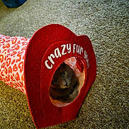 Blueberry Muffin joined the competition — help win amazing prizes! cat, gray_cat, pet_tunnel, heart_pattern, carpet, indoor, curious, pet_bed, animal, feline, cute, playful, cozy, home, fur, looking_out, resting, soft_texture, animal_toy, cute_pet