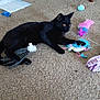 black_cat, cat, indoor, carpet, toy, feather_toy, mouse_toy, chair_leg, paper, floor, pet, animal, playful, feline, domestic_cat, household, cute, alert, lying_down, colorful