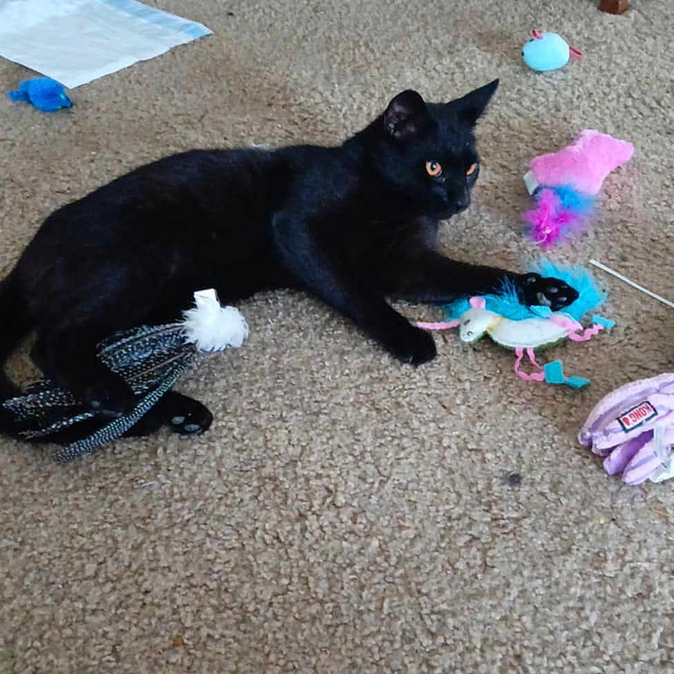 Deadpool is registered to the contest to win money with this photo: alert, animal, black_cat, carpet, cat, chair_leg, colorful, cute, domestic_cat, feather_toy, feline, floor, household, indoor, lying_down, mouse_toy, paper, pet, playful, toy