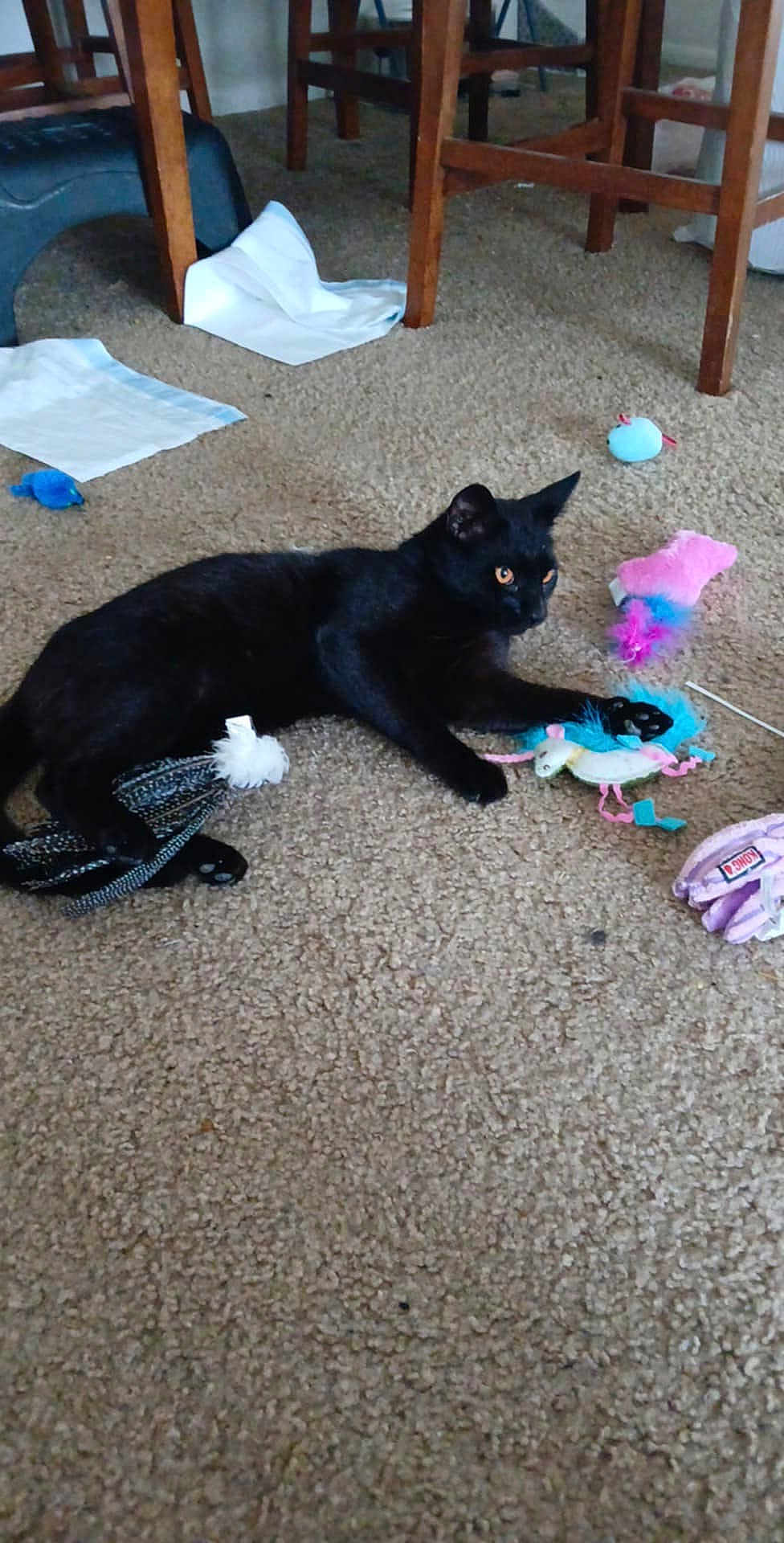 Deadpool is registered to the contest to win money with this photo: black_cat, cat, indoor, carpet, toy, feather_toy, mouse_toy, chair_leg, paper, floor, pet, animal, playful, feline, domestic_cat, household, cute, alert, lying_down, colorful