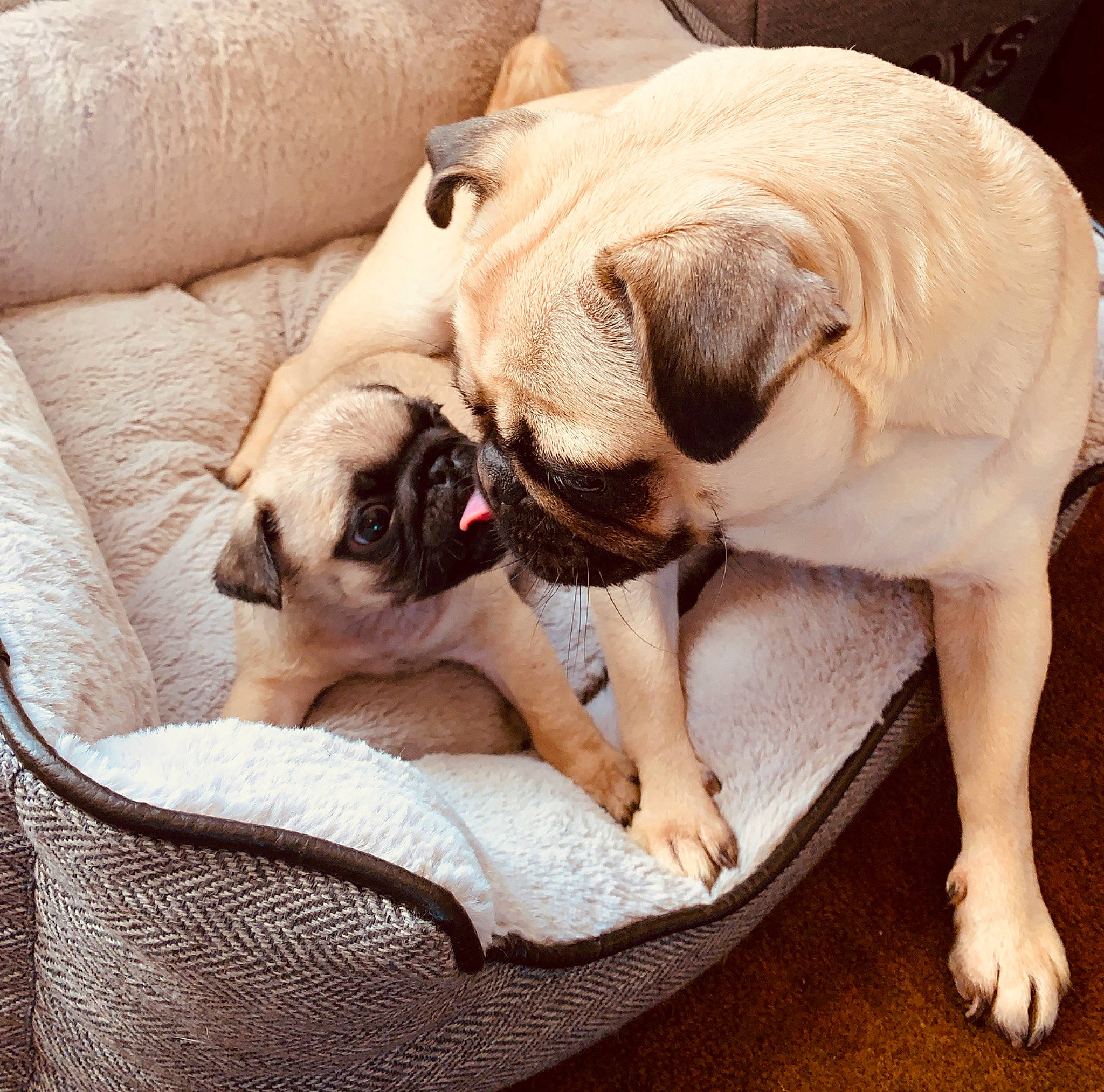 Ada is registered to the contest to win money with this photo: canidae, carnivore, companion_dog, dog, dog_breed, fawn, love, mammal, nap, paw, pug, puppy, puppy_love, skin, snout, toy_dog, wrinkle