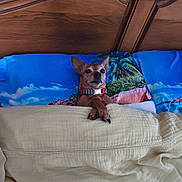 Chanel participe au concours pour gagner de l'argent avec cette photo : bed, bedding, bedroom, blanket, blue_bedding, brown_fur, collar, crossed_paws, cute, dog, home_decor, indoors, lying_down, pet, pillow, pointed_ears, portrait, relaxed, small_dog, wooden_headboard