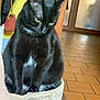cat, black_cat, pet, indoor, feline, animal, fur, whiskers, ears, green_eyes, bed, cozy, household, floor_tiles, door, coat, purse, yellow_wall, looking_down, sitting