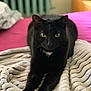 black_cat, cat, pet, indoor, bed, blanket, stretching, feline, animal, cozy, pink_bedspread, fur, whiskers, relaxed, looking_at_camera, home, soft_texture, domestic_animal, resting, quiet