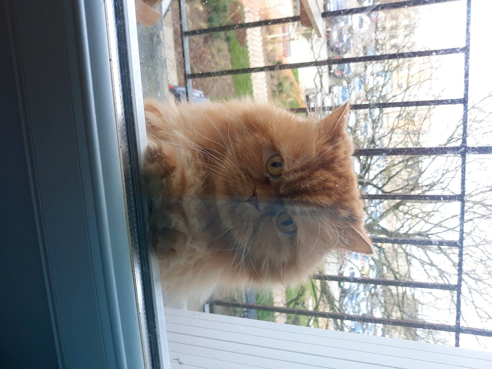 Onyx a rejoint le concours — aidez-le/la à gagner de superbes lots ! animal_shelter, carnivore, cat, domestic_short_haired_cat, fawn, felidae, fur, glass, house, plant, small_to_medium_sized_cats, snout, tail, terrestrial_animal, tree, whiskers, window, wood, zoo