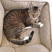 Sophie joined the competition — help win amazing prizes! animal, armchair, cat, cozy, curled_up, cushion, ears, feline, green_eyes, indoor, lounging, pet, portrait, sitting, sleepy, striped_fur, tabby, tail, whiskers, white_paws