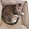 animal, armchair, cat, cozy, curled_up, cushion, ears, feline, green_eyes, indoor, lounging, pet, portrait, sitting, sleepy, striped_fur, tabby, tail, whiskers, white_paws
