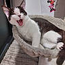 Stella a rejoint le concours — aidez-le/la à gagner de superbes lots ! animal, black_and_white, cat, cat_bed, cozy, cute, feline, fluffy, home, indoor, kitten, minnie_mouse, pet, poster, relaxed, resting, sleepy, soft, toy, yawning
