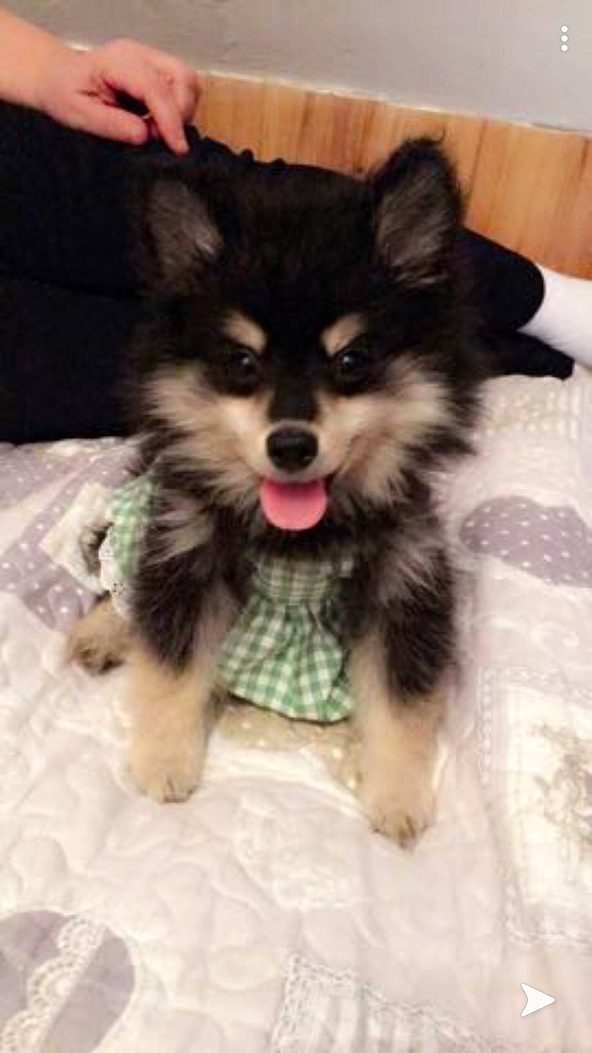 Nana a rejoint le concours — aidez-le/la à gagner de superbes lots ! alaskan_klee_kai, alaskan_malamute, canidae, carnivore, companion_dog, dog, dog_breed, finnish_lapphund, mammal, pomeranian, puppy, rare_breed_dog, siberian_husky, vertebrate